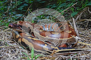 Sumatran red blood python / Python brongersmai