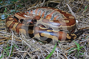 Sumatran red blood python / Python brongersmai