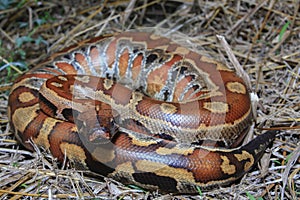 Sumatran red blood python / Python brongersmai