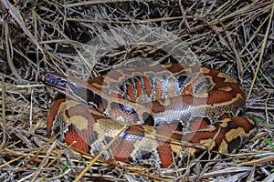 Sumatran red blood python / Python brongersmai