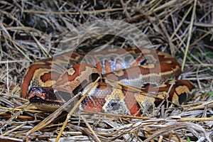 Sumatran red blood python / Python brongersmai