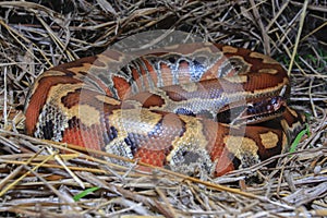 Sumatran red blood python / Python brongersmai