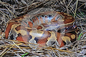 Sumatran red blood python / Python brongersmai