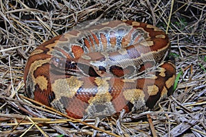 Sumatran red blood python / Python brongersmai
