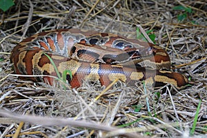 Sumatran red blood python / Python brongersmai