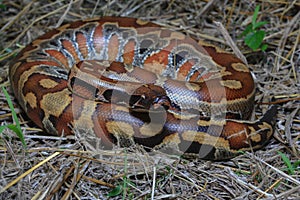 Sumatran red blood python / Python brongersmai