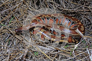 Sumatran red blood python / Python brongersmai