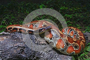 Sumatran red blood python / Python brongersmai