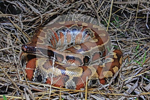 Sumatran red blood python / Python brongersmai