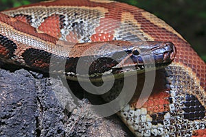 Sumatran red blood python / Python brongersmai