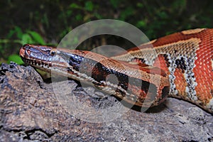 Sumatran red blood python / Python brongersmai