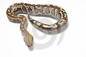 Sumatran Red Blood Python Python curtis curtis