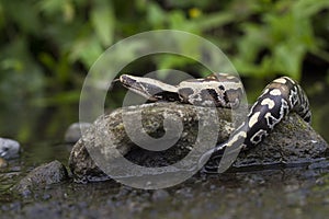 Sumatran Red Blood Python Python curtis curtis