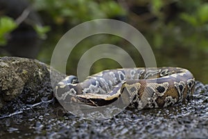 Sumatran Red Blood Python Python curtis curtis