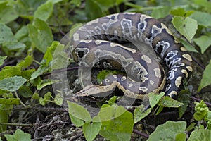 Sumatran Red Blood Python Python curtis curtis