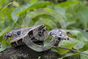 Sumatran Red Blood Python Python curtis curtis