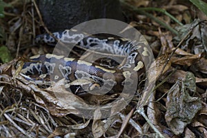 Sumatran Red Blood Python Python curtis curtis