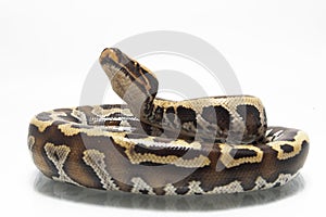 Sumatran Red Blood Python Python curtis curtis