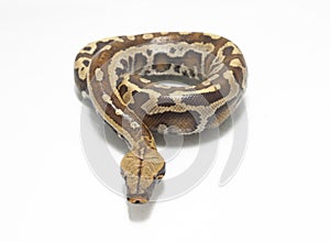 Sumatran Red Blood Python Python curtis curtis