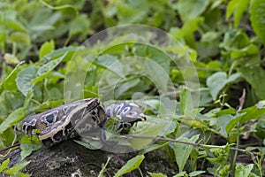 Sumatran Red Blood Python Python curtis curtis