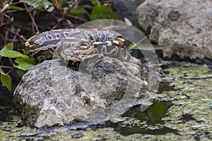 Sumatran Red Blood Python Python curtis curtis