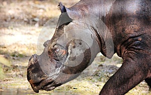 Sumatran rhinoceros