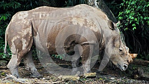 Sumatran Rhinoceros an animal that is extinct photo