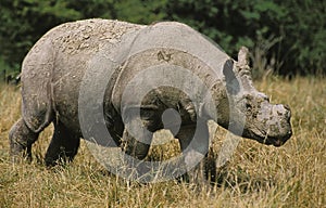 Sumatran Rhinoceros, dicerorhinus sumatrensis, Adult walking on Dry Grass