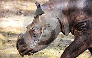 Sumatran rhinoceros photo