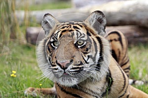 Sumatran Stare