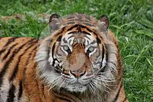 Sumatran tiger