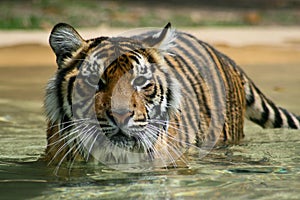 Sumatran Tiger photo