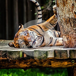 The Sumatran tiger