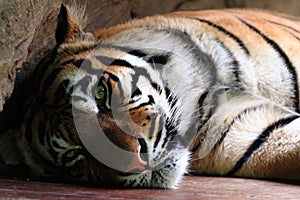 Sumatran tiger photo