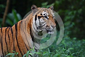 Sumatran Tiger