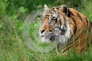 Sumatran Tiger