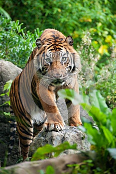 Sumatran tiger