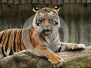 Sumatran Tiger photo