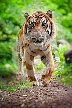 Sumatran tiger