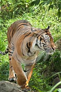 Sumatran Tiger photo