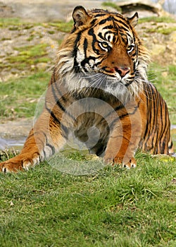 Sumatran Tiger