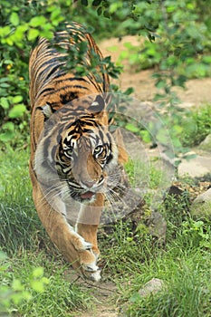 Sumatran tiger photo