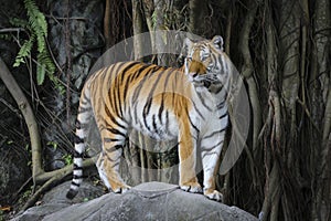 Sumatran tiger