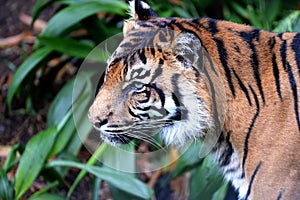 Sumatran Tiger