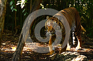 Sumatran tiger