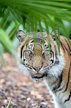 Sumatran Tiger