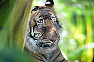 Sumatran Tiger