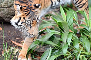 Sumatran Tiger