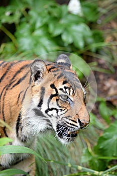 Sumatran Tiger