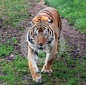 Sumatran Tiger photo